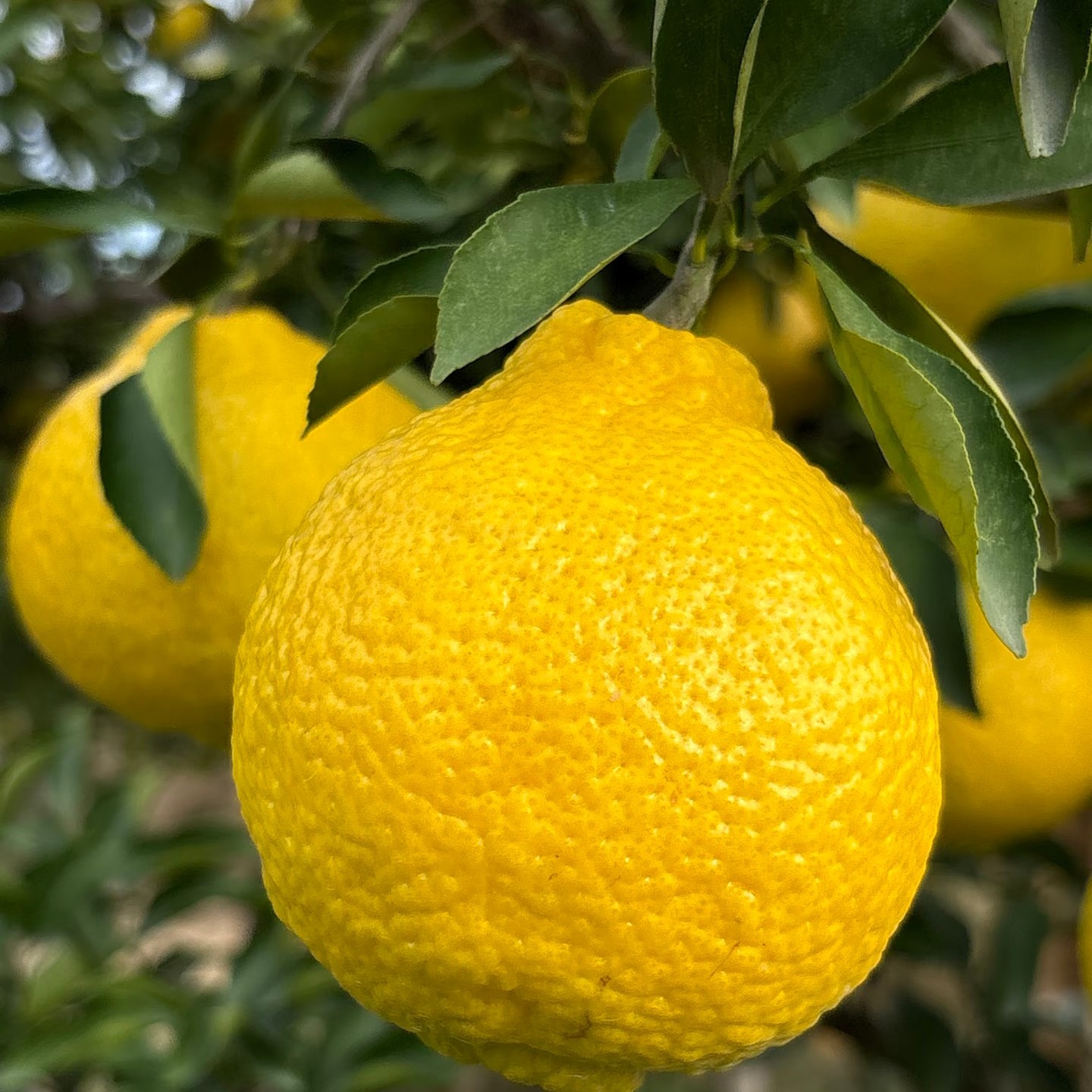 【次日达】湖南怀化岩垅黄金贡柚清甜多汁象牙青春香桔柚应季鲜果湖南省