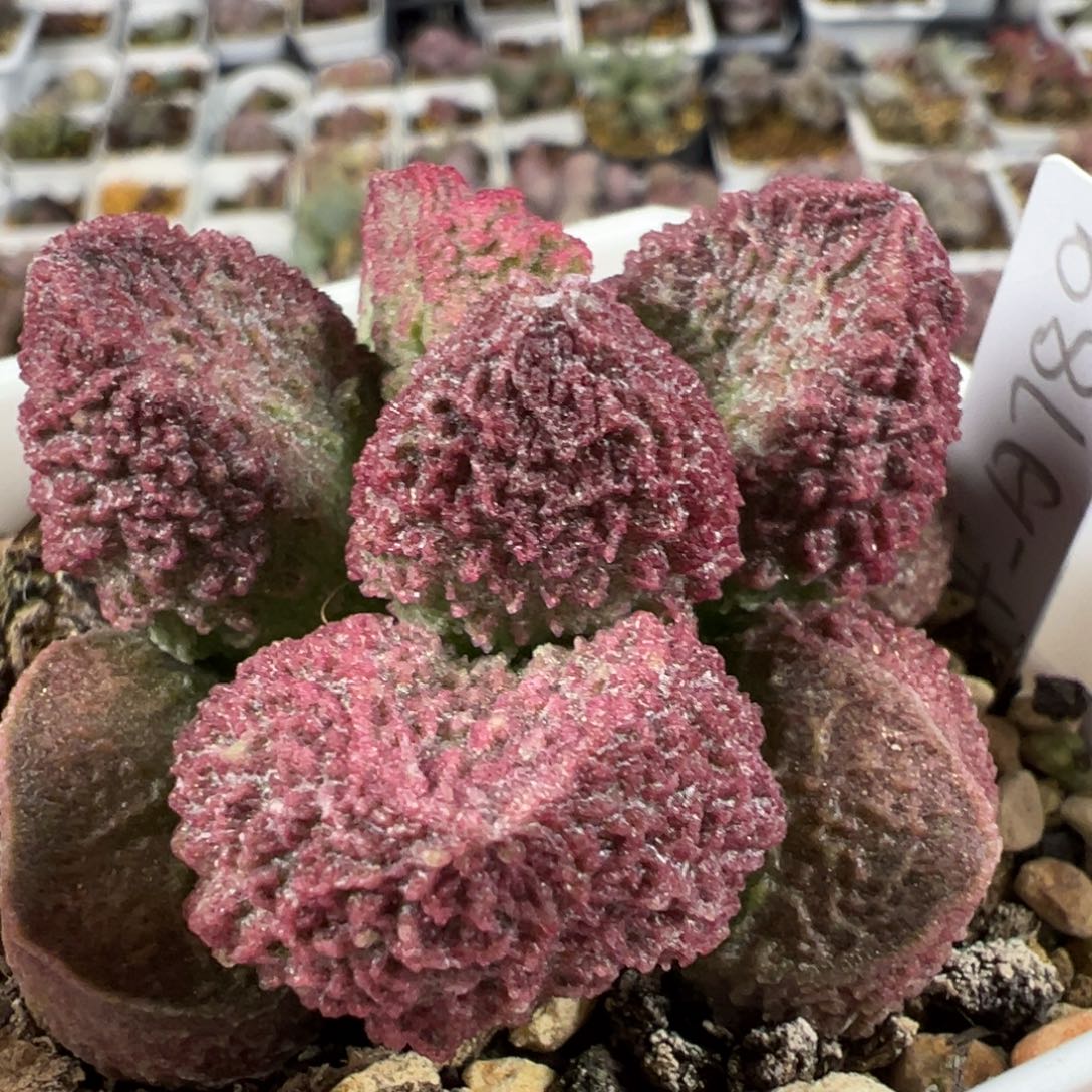 实生新品单头纯木质桩多肉植物