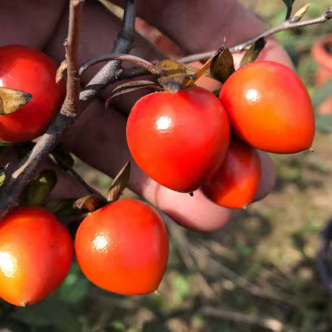 老鸦柿直播下单链接