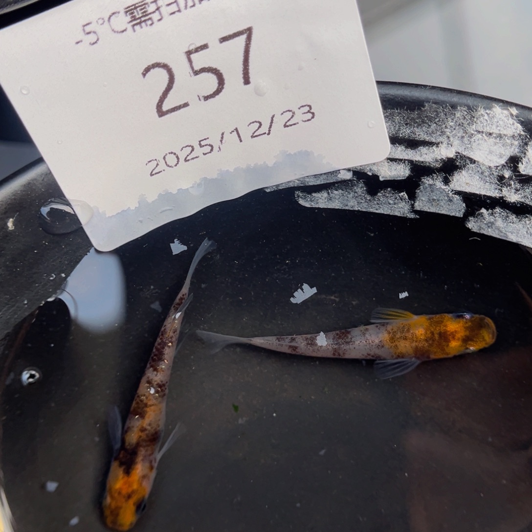 青鳉鱼257云州三色一对