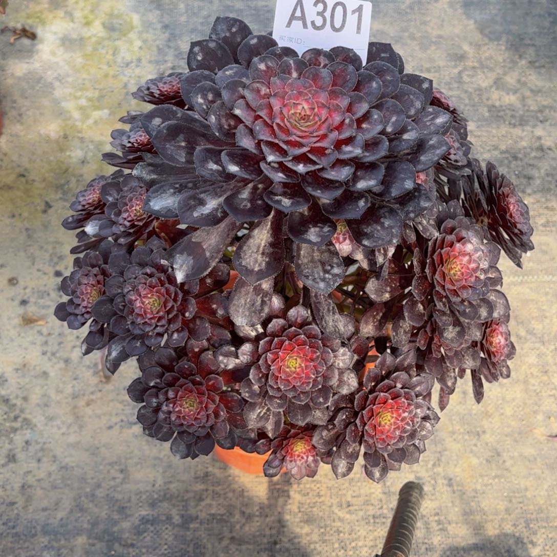 向****з多肉黑瞳000000301