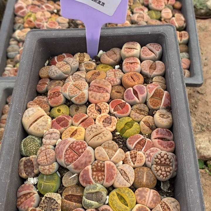 米*整盆发货553一