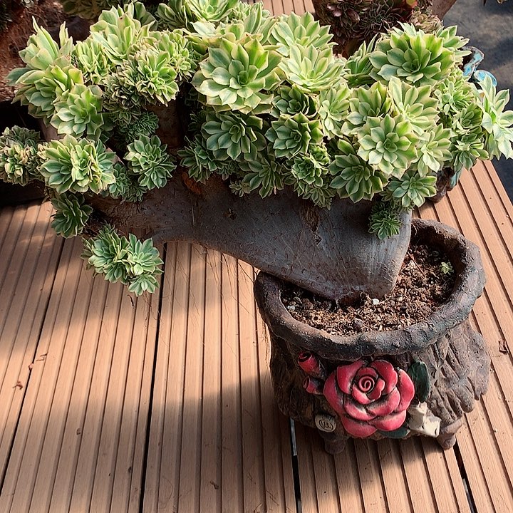 微瑕碧玉朵朵脱土发货啊