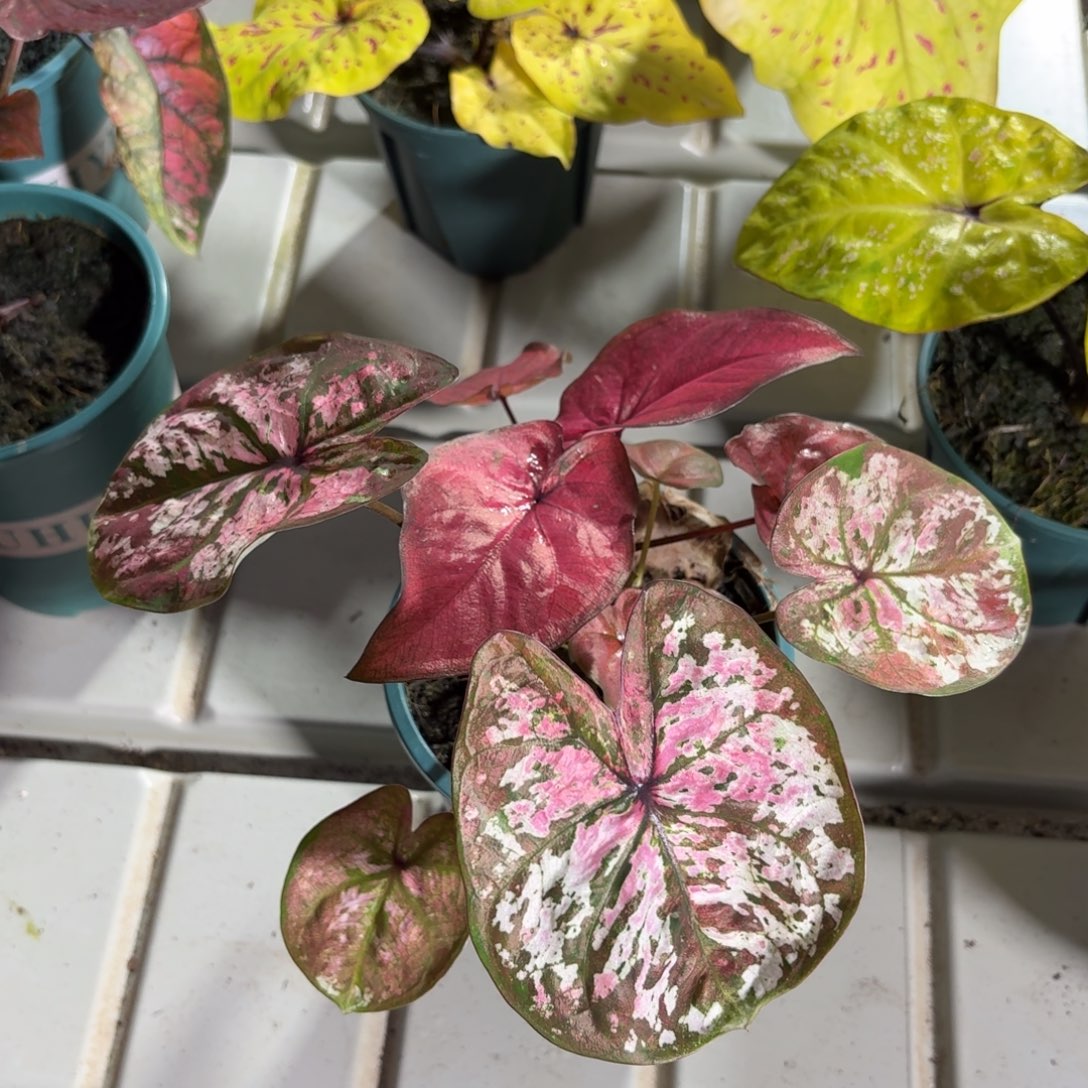 泰国彩叶芋87-1218