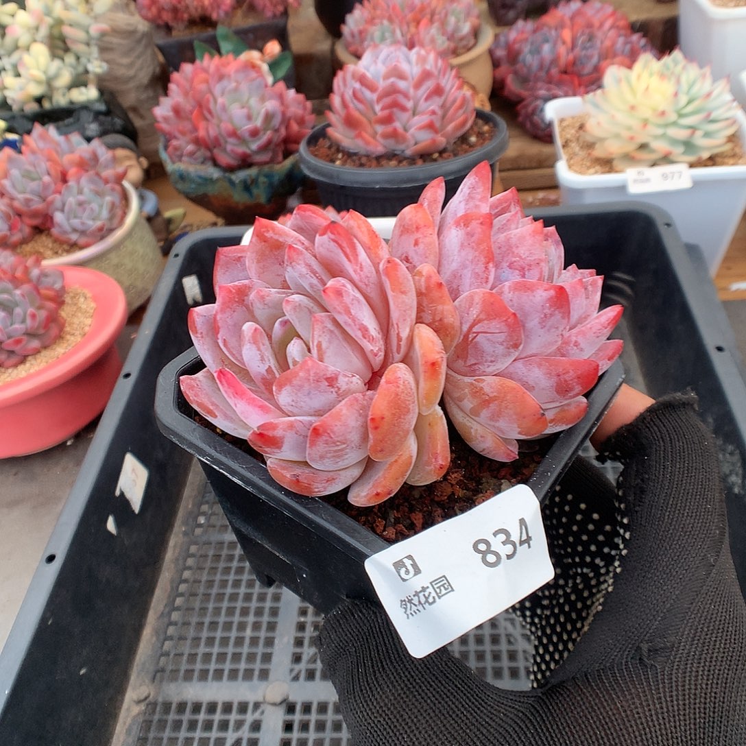 834雪天使多肉植物6666