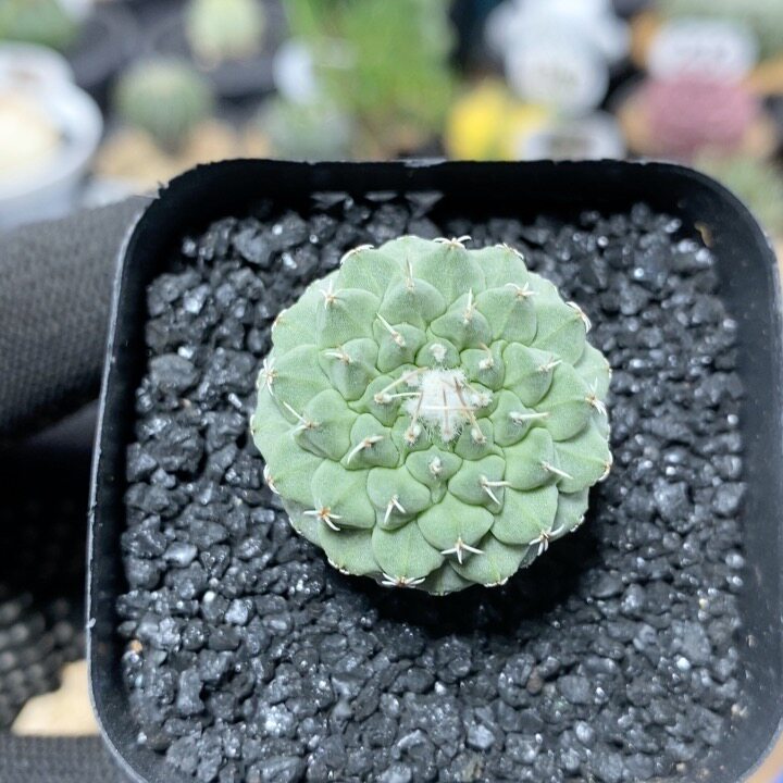 112号实生菊水2.7cm