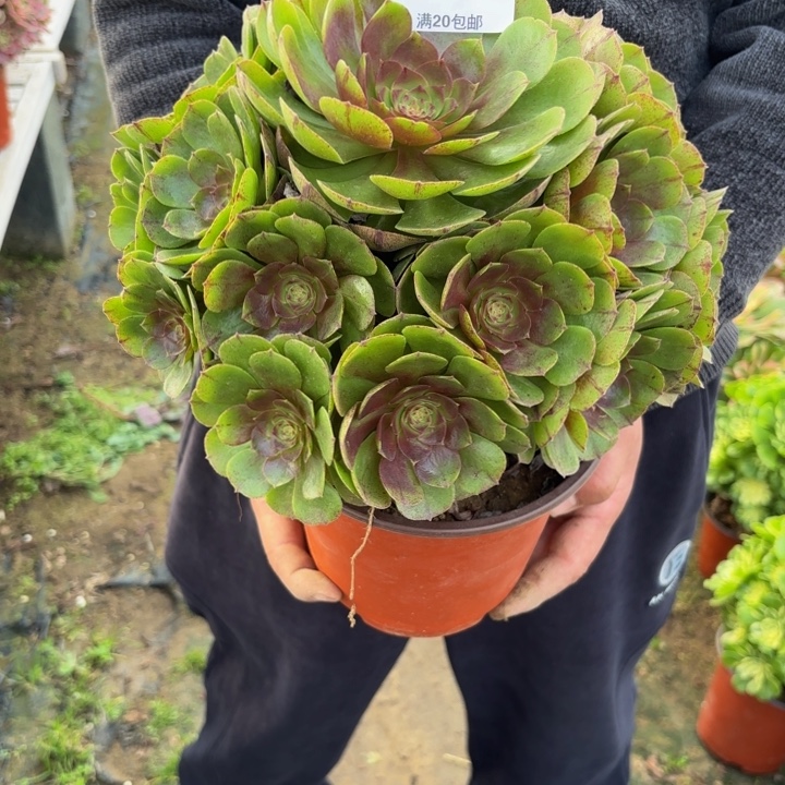 瑞妈，。。。。。066万拉丝