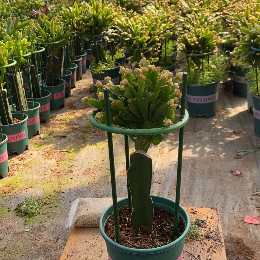 雨***濛当前无花朵，栽培后可花朵118嫁接028