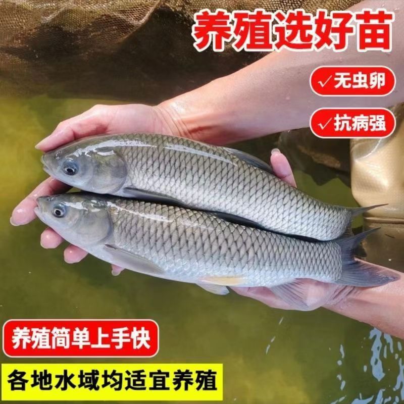 正宗优质【草鱼苗】四大家鱼吃草批发淡水养殖食草鱼苗一两本地便宜