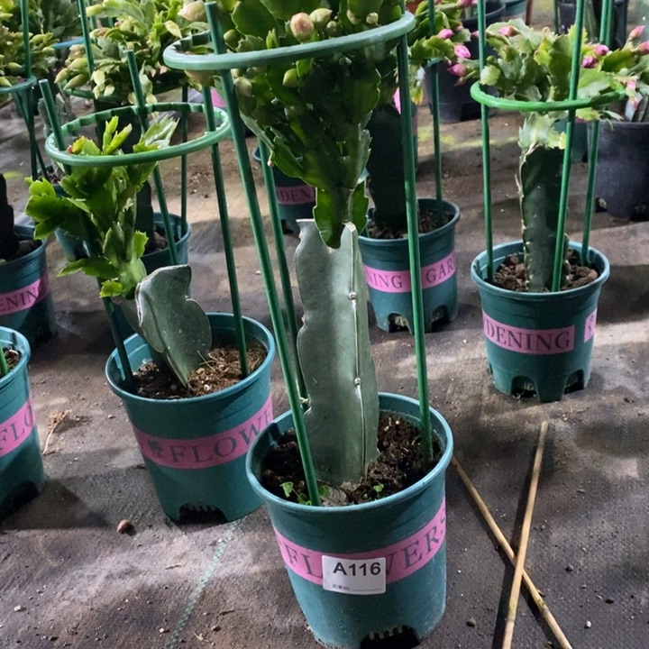 大部分花苞少量开放如**玉116嫁接2285