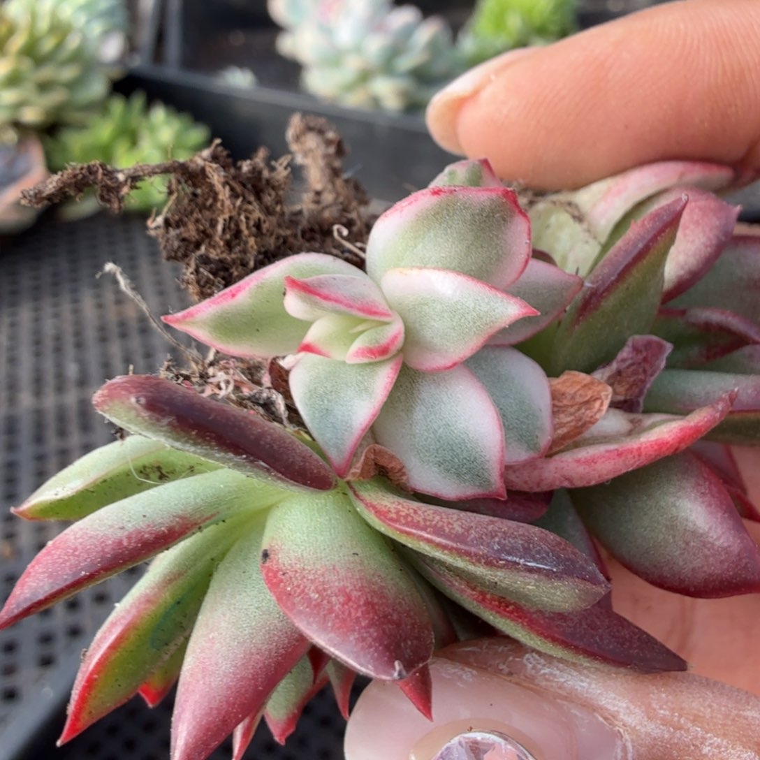 吉赛尔锦腹欧你锦底座