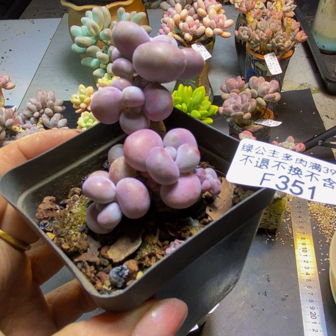 腰子桃蛋351/4cm多肉