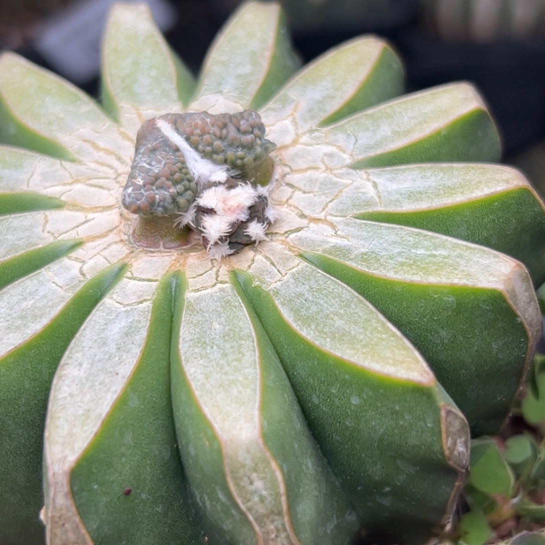 636 仙人球的比赛将