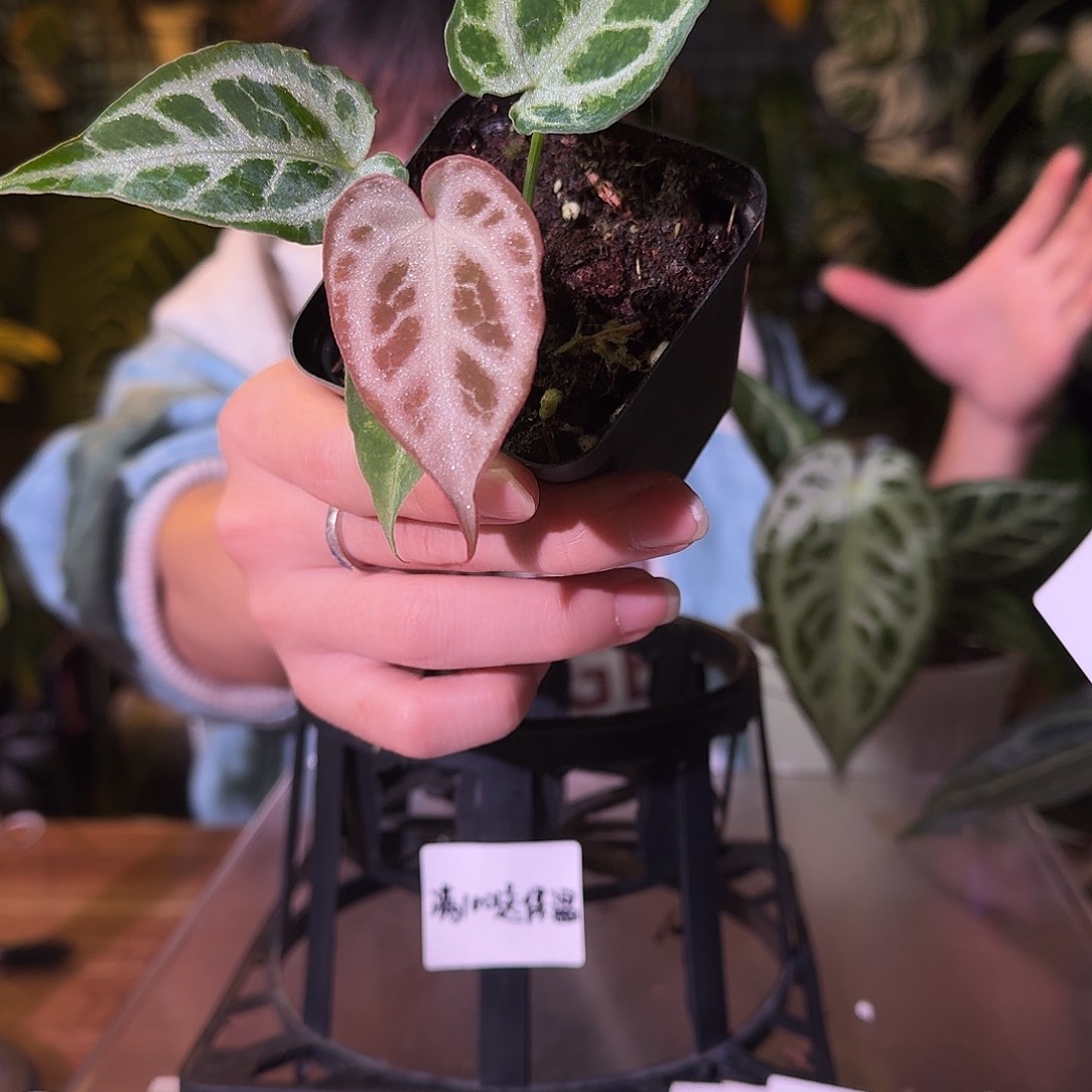不开花植物H217银色面纱杂闪电银虎