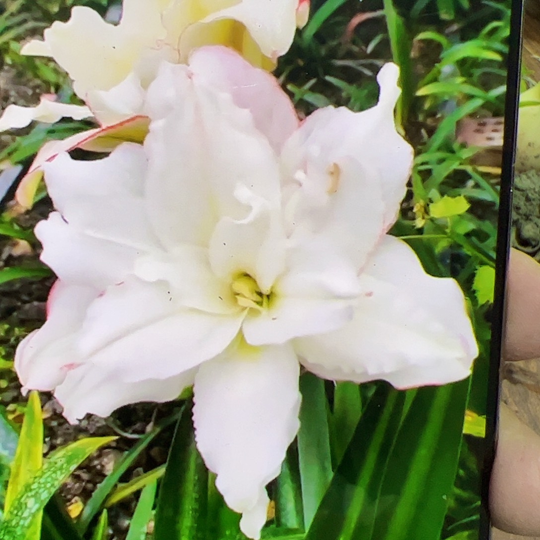 朱顶红新品白重白肋5cm+