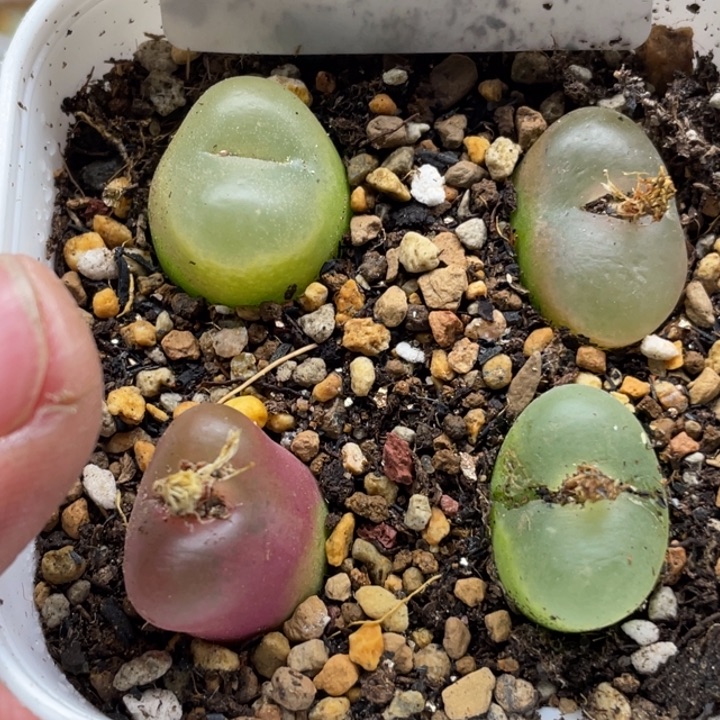 完全开放886毛汗尼带盆