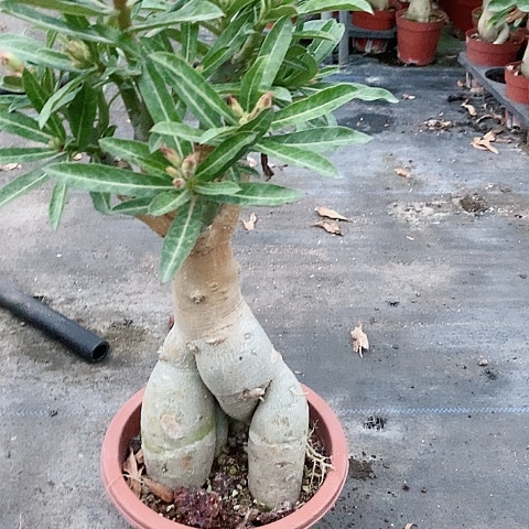 【闪购商品】无花朵王*