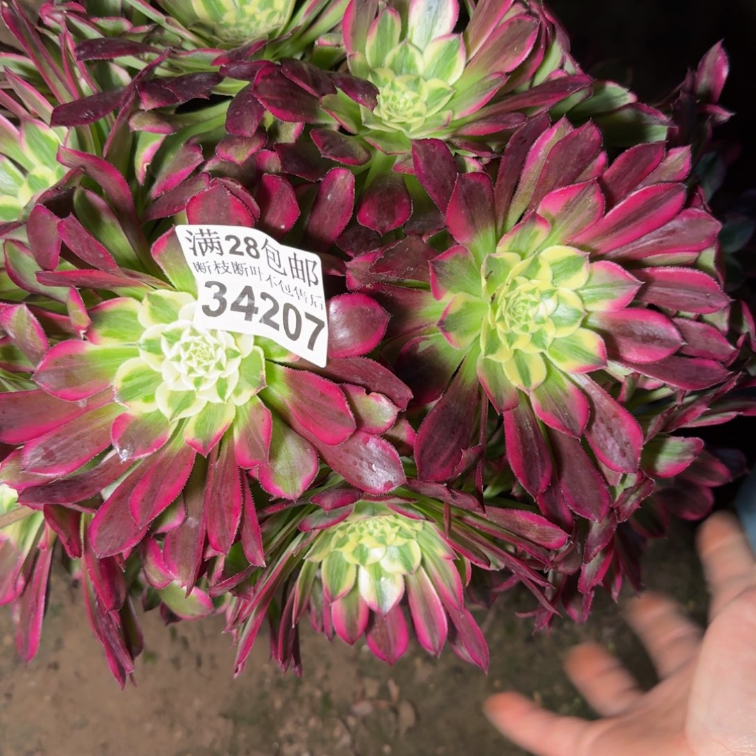 34207天和多肉植物
