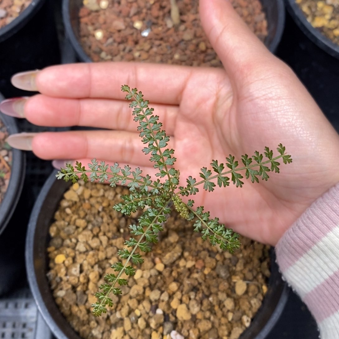 索科特拉乳香实生带盆