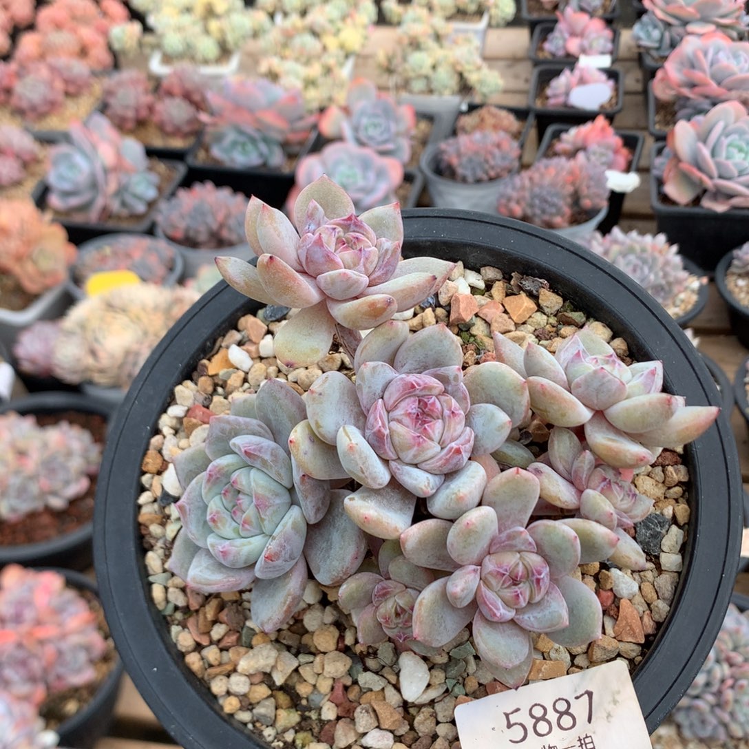 13厘米八头有砍溏心石榴籽 飘枝 5887