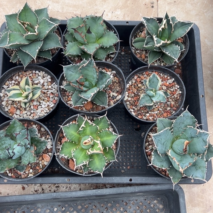 新手福利套餐9个一组