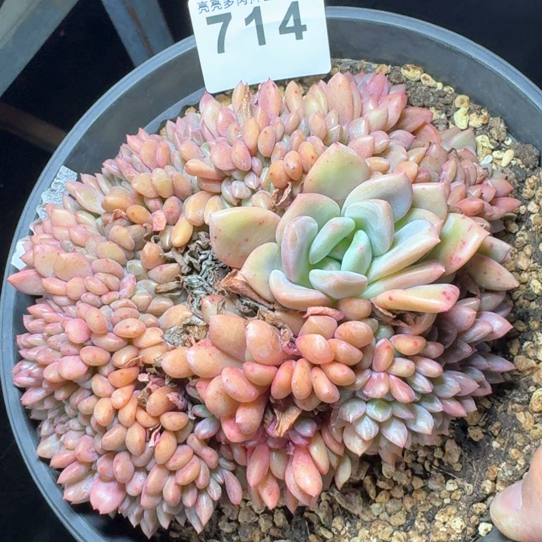 艾丽儿 缀化        多肉植物