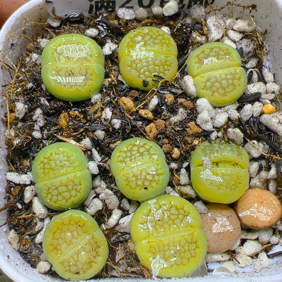 【闪购商品】 578。