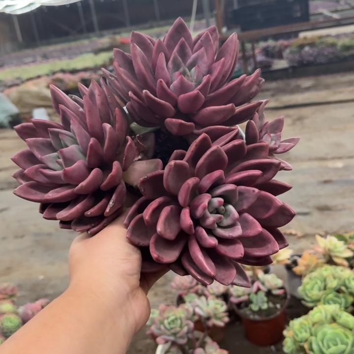 桃花源三头起大盆