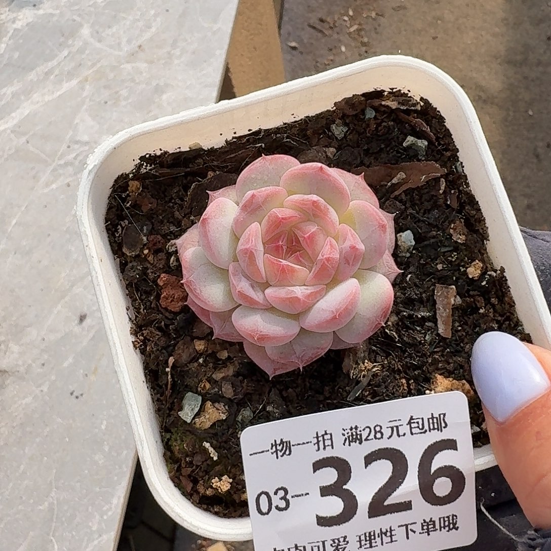 七仙女无盆土发货无盆