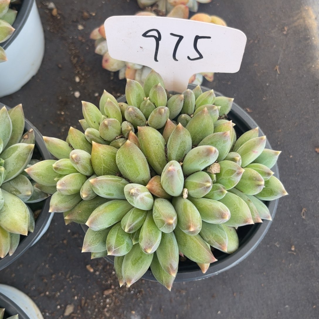 老阿姨花卉一物一拍975