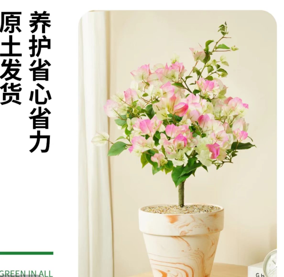 【绿樱】三角梅落花落叶光杆属于正常情况介意慎拍拍下默认接受