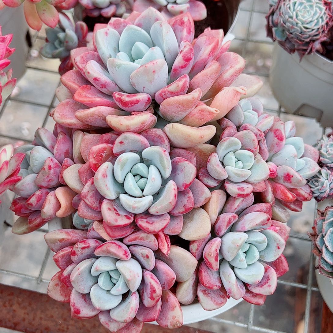 花斑露多头群生精品