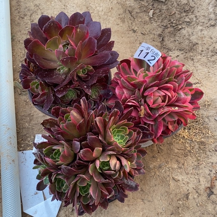 112粉女巫➕安娜➕朝霞东棚