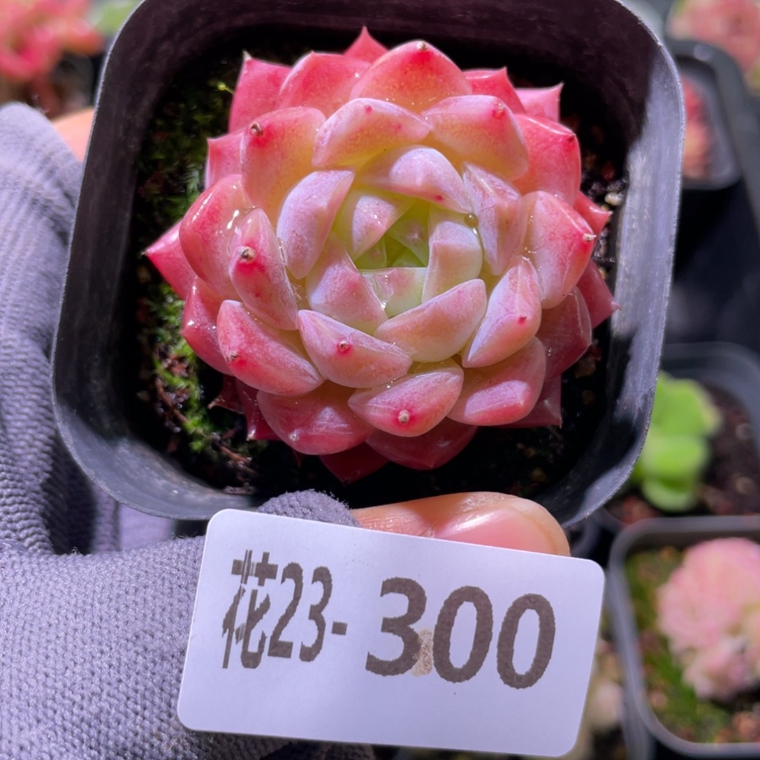 花利美23-300颜霜
