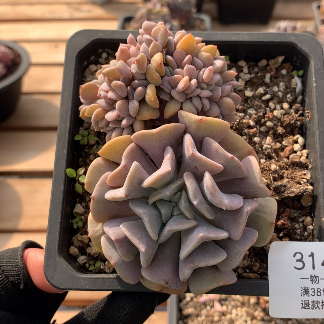 11厘米胸花雪精灵缀3147