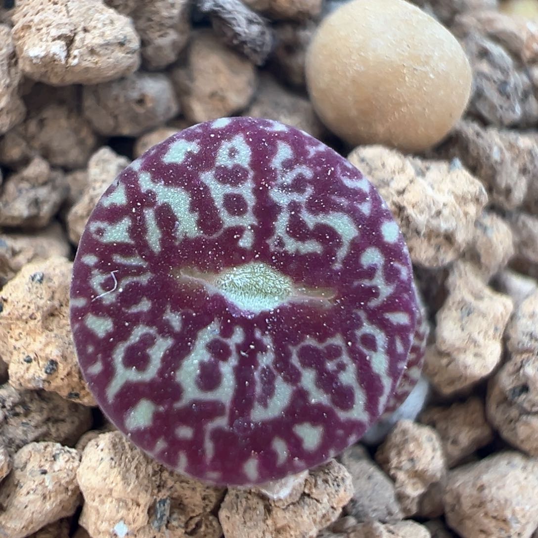 66多肉植物百科知识