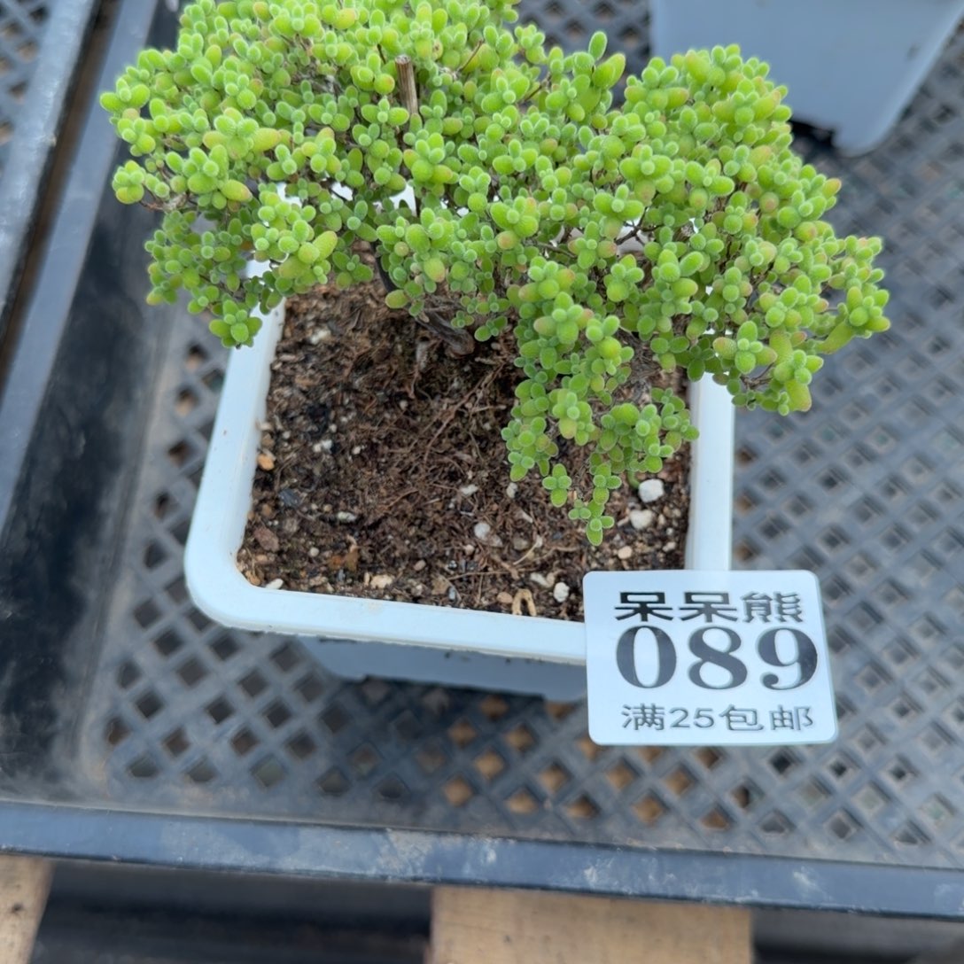 闪电购花卉园艺089