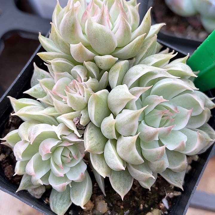 多肉植物玛格丽特锦835