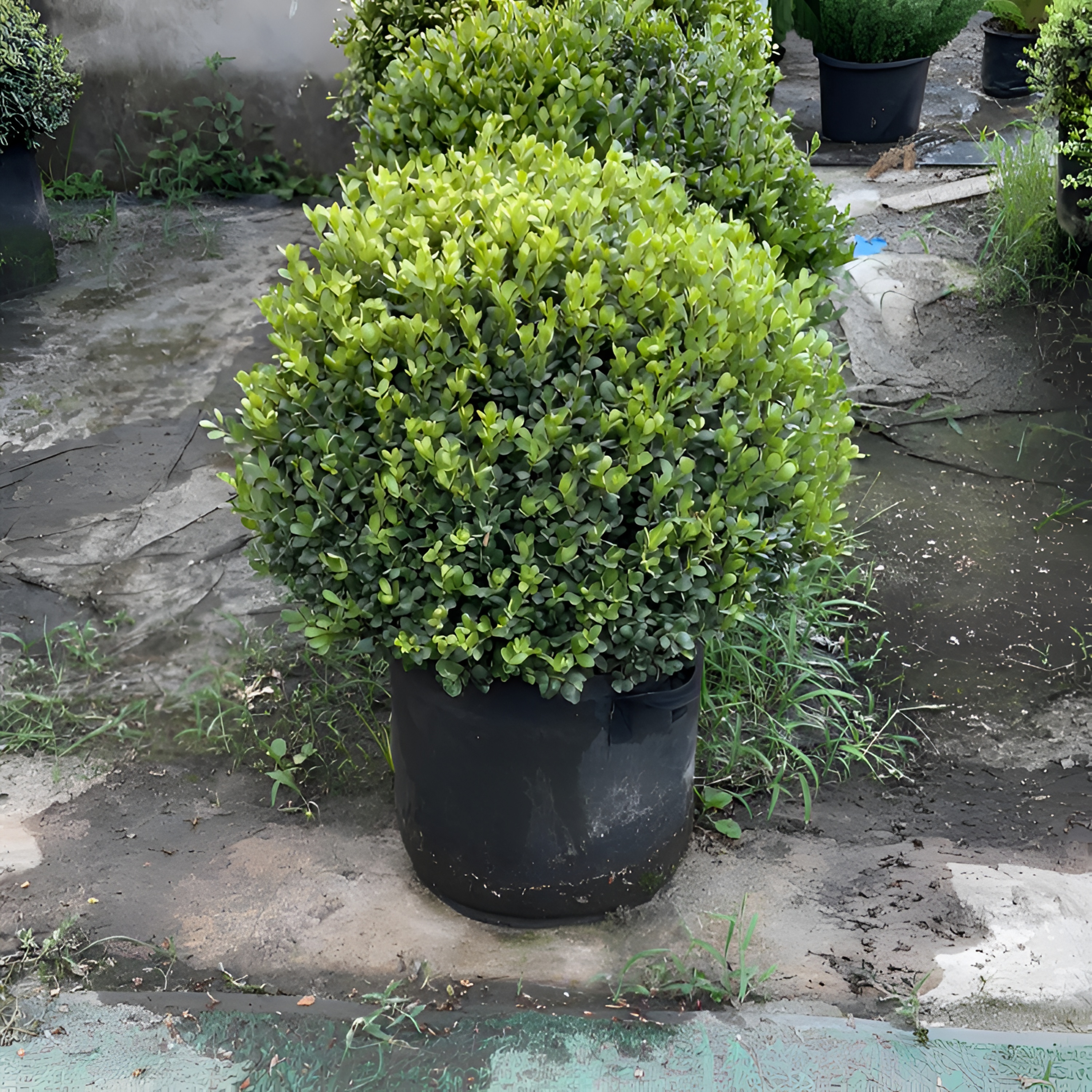 完美冬青球四季常青耐寒适用于别墅庭院花坛绿化植物