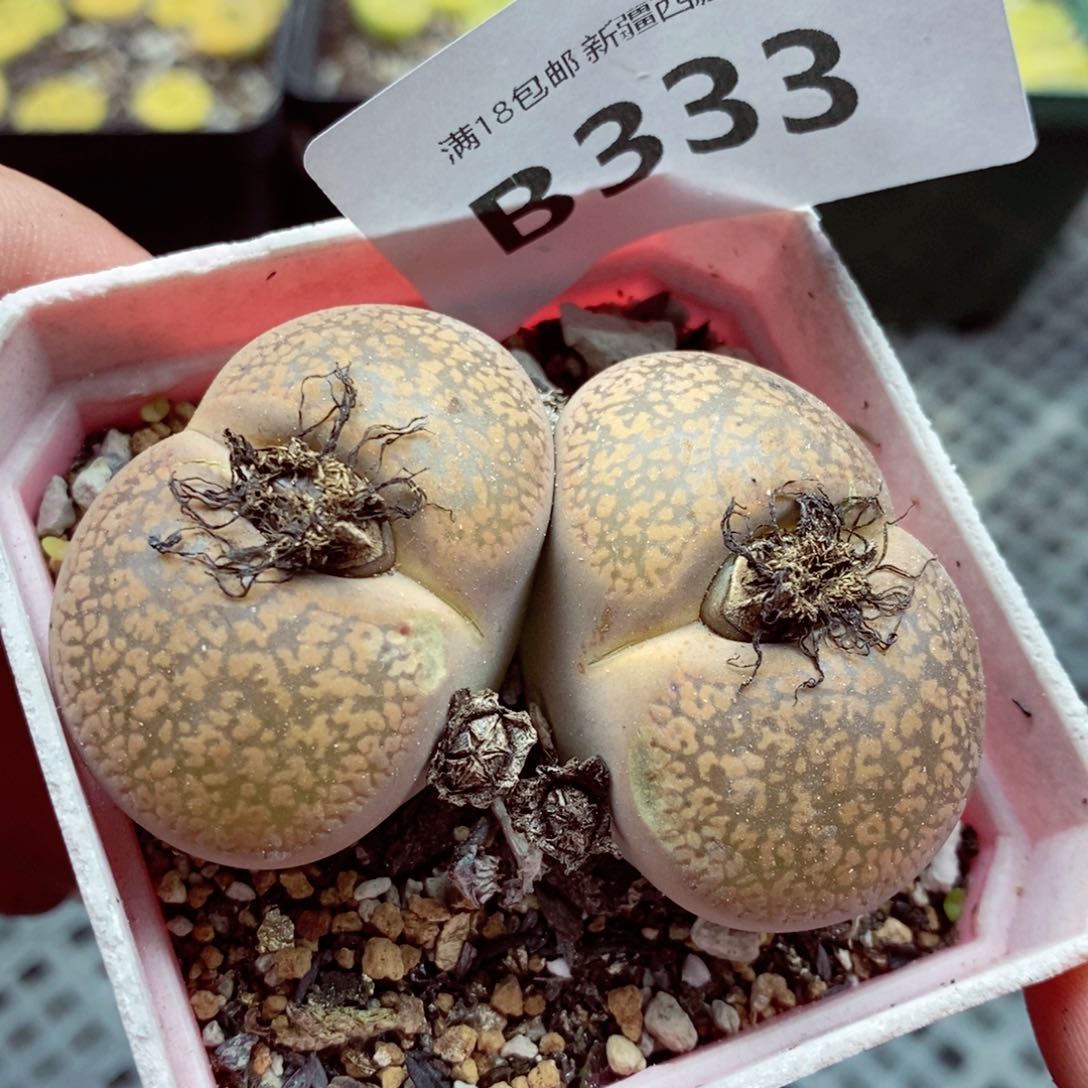 我的小姐姐们都是我333