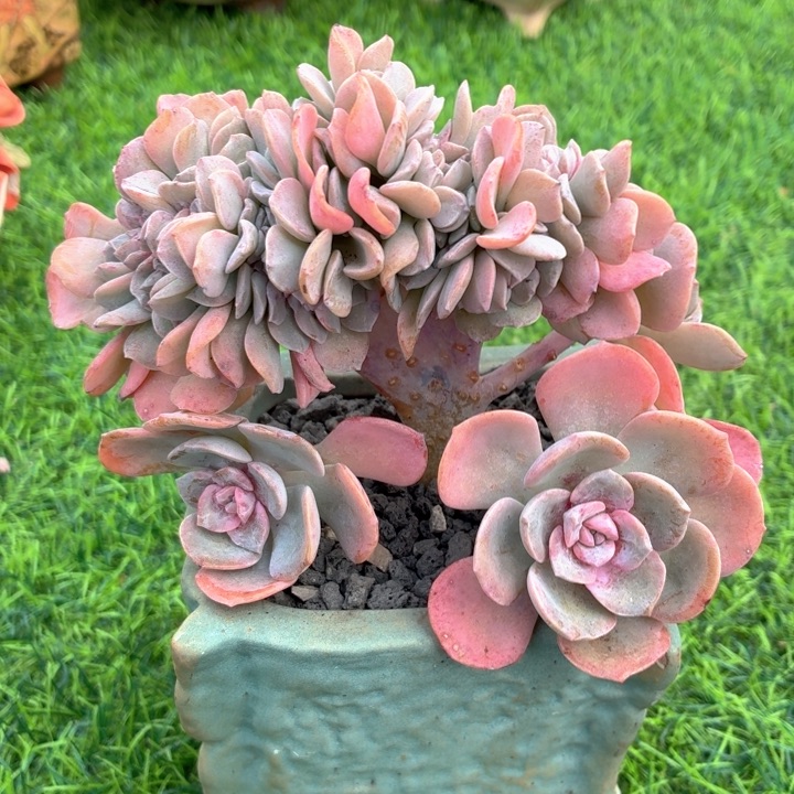 多肉植物 樱花季缀-4