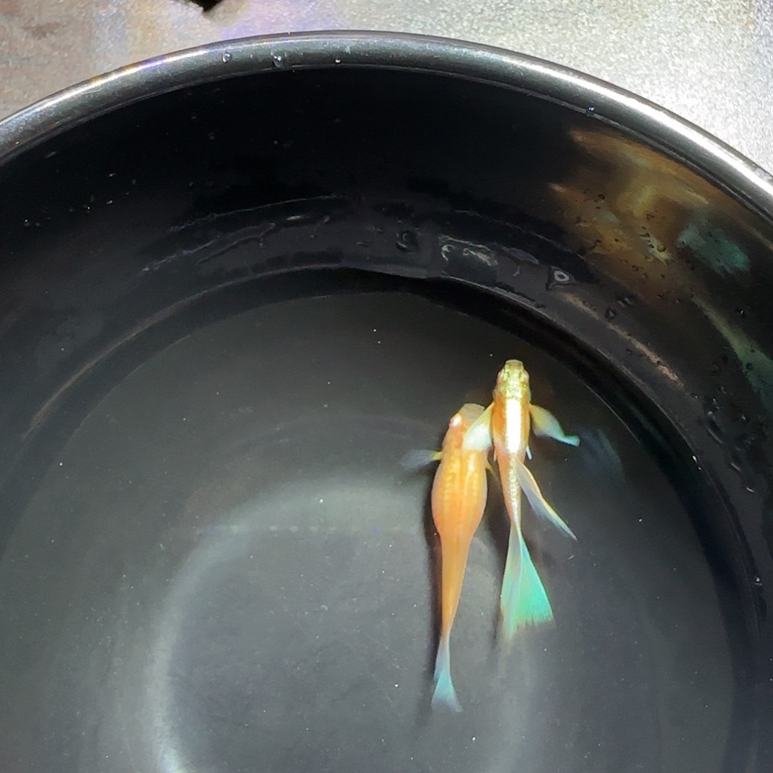 孔雀鱼蓝白飞船一对