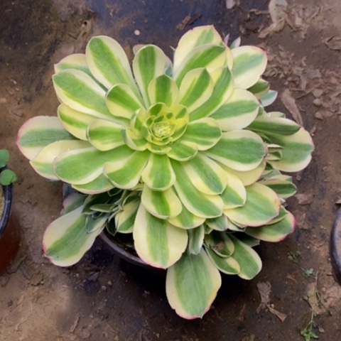 玉姿多肉植物量拍