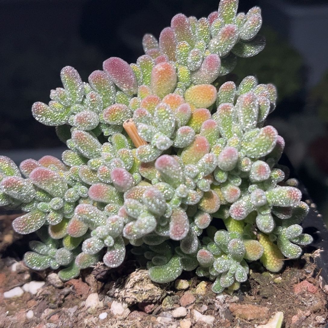 昕宝冰晶枝干番杏