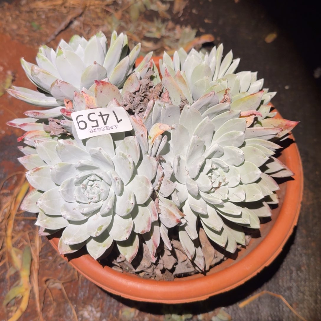 风***景赛雷斯仙女杯多肉福利