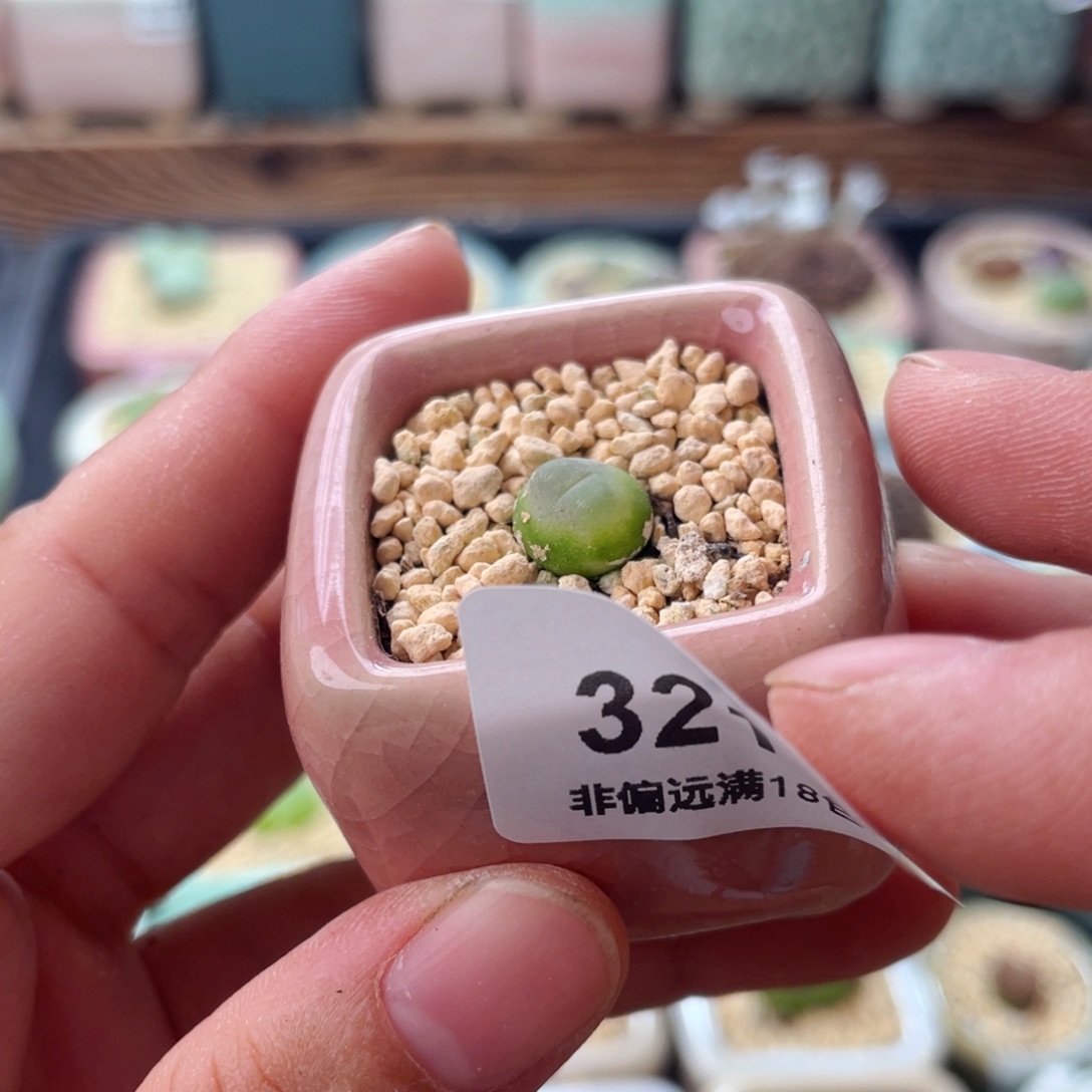 全部花朵3214/-一物一拍 带盆