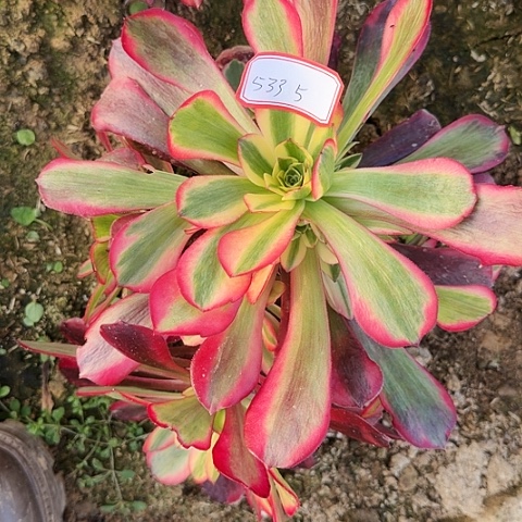 多肉植物凤冠533号