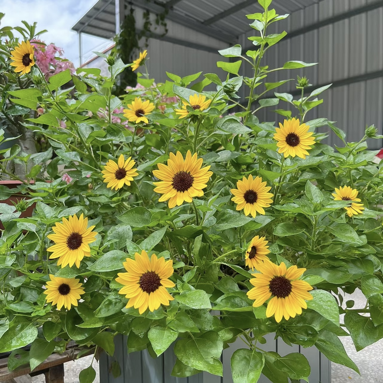 光辉岁月向日葵盆栽花卉室内客厅阳台易养护新手植物