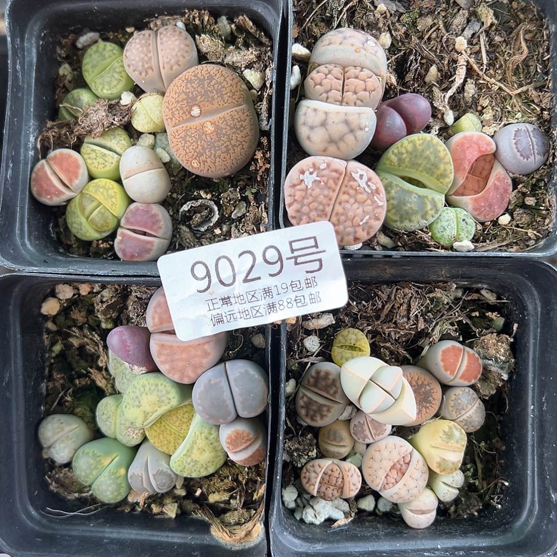 9029 好养易活生石花大母本共4盆