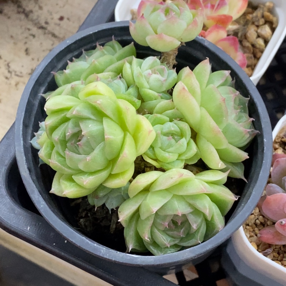 精品多肉一物一拍不包整220